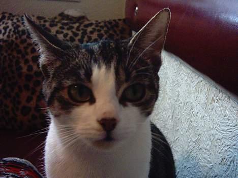 Blanding af racer » .  • Rosa - » .  • Jeg ser lige ind i kameraet så går hun nok sin vej efter det her billed :o? billede 1