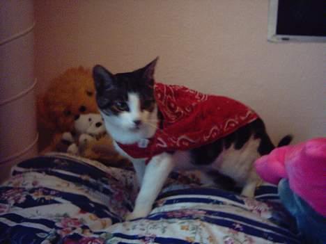 Blanding af racer » .  • Rosa - » .  • Fjollet kostyme ..  billede 2