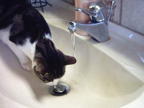 Blanding af racer » .  • Rosa - jeg elsker vand:) billede 4