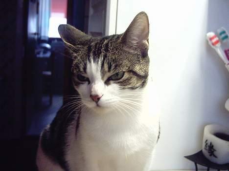 Blanding af racer » .  • Rosa - » .  • Så ta dog nogle Model billeder af mig :´) billede 5