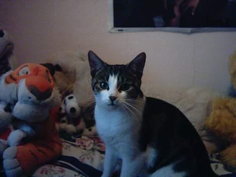 Blanding af racer » .  • Rosa - her sidder jeg med masser af bamser billede 6