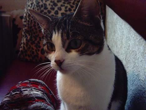 Blanding af racer » .  • Rosa billede 7