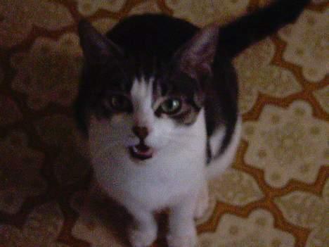 Blanding af racer » .  • Rosa - » .  • Tja .. Nu vil hun nok have mad igen .. Spiser hele tiden . heh :/ billede 8