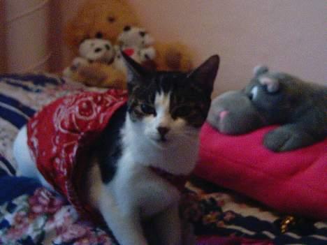 Blanding af racer » .  • Rosa - » .  • Så blev hun pludselig til Superman eller Hvaa !? billede 9