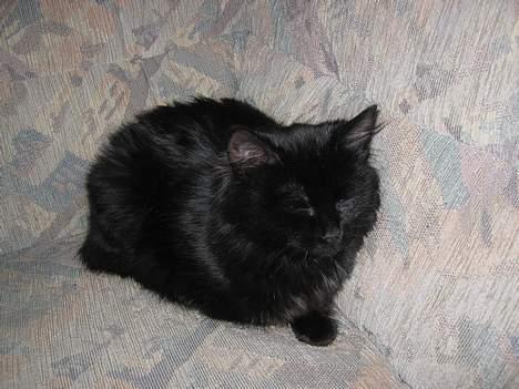 Blanding af racer Donna (død) - Her er Donna sliten.... billede 7