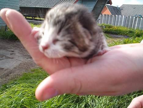 Huskat Stribe - Så lille var han den dag han blev født billede 2