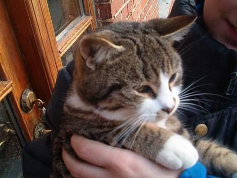 Huskat Stribe billede 3