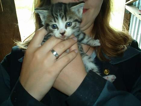 Huskat Stribe billede 5