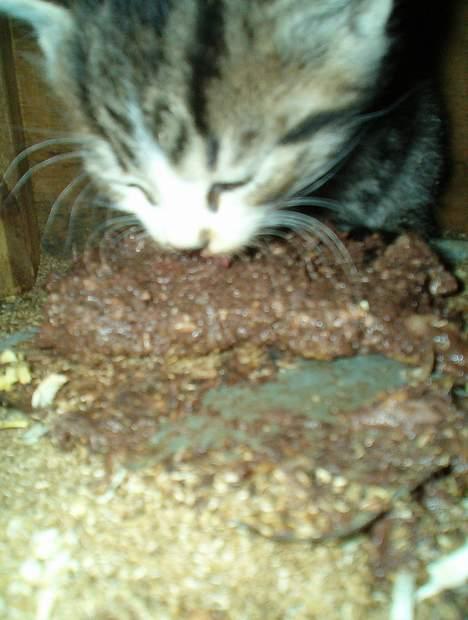 Huskat Stribe billede 6