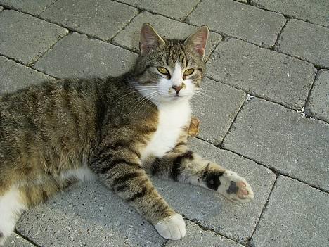 Huskat Stribe billede 7