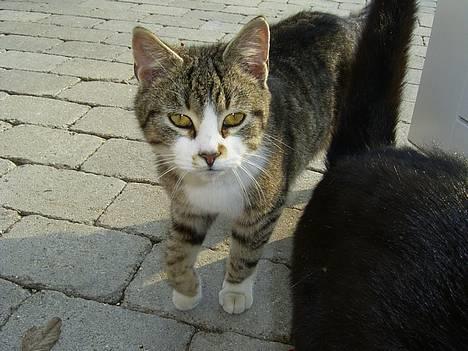 Huskat Stribe billede 8