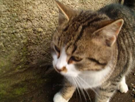 Huskat Stribe billede 10