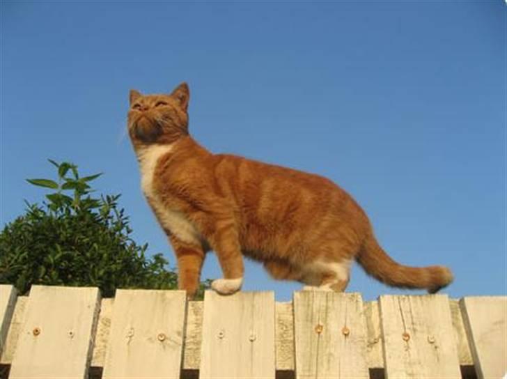 Blanding af racer Mille - R.I.P. billede 9