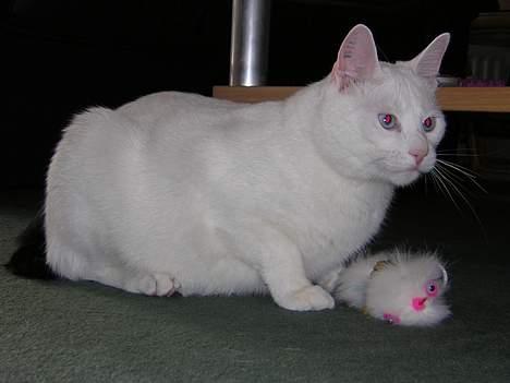 Blanding af racer freddie - slås lige lidt med tøjmusen billede 1