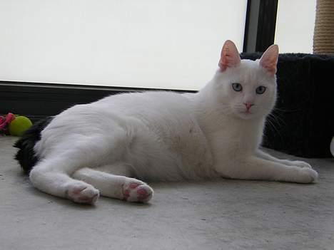 Blanding af racer freddie - ligger og slapper af på altanen (her kan i også se min fine halve hale) billede 2