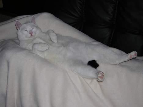 Blanding af racer freddie - ligger og hygger med mor på sofaen... se min fine hale! billede 3