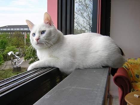 Blanding af racer freddie - før mor og far flyttede fra hinanden boede vi på 2. sal hvor jeg elskede at ligge og kigge på folk billede 4