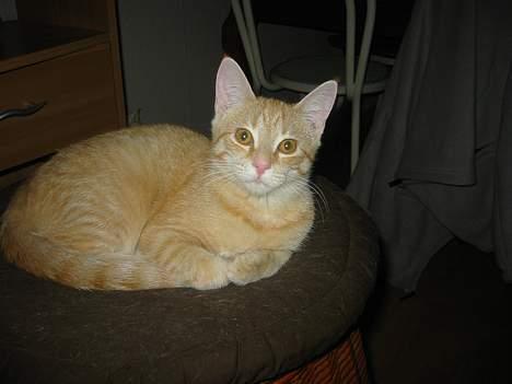 Blanding af racer Mons - Her ligger Mons og holder skarpt øje med hvad vi nu finder på... billede 1