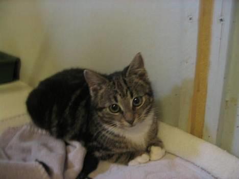 Blanding af racer Bandit billede 1