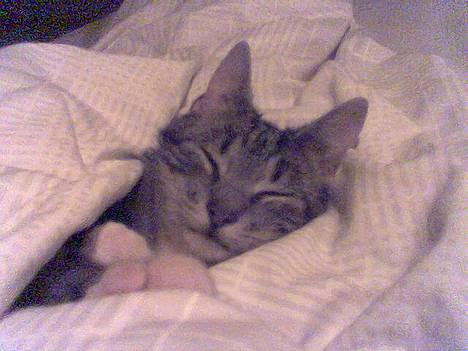 Blanding af racer Bandit - Bandit putter altid i mors og fars seng... og når far er på arbejde putter han rigtig pænt ved siden af mor, og snorker ligesom far:o) billede 2