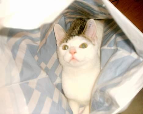 Huskat pjevs - vil med på arbejde pleas billede 2