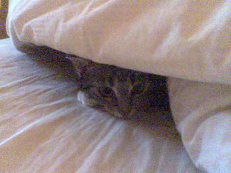 Blanding af racer Bandit - hehe... Gemmeleg.... billede 3