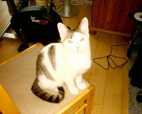 Huskat pjevs - nå hvad skal jeg nu finde på billede 3