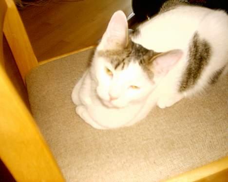 Huskat pjevs - jeg er meget træt tror jeg tager en lille lur billede 4