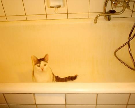 Huskat pjevs - nu skal vi snart i bad billede 5