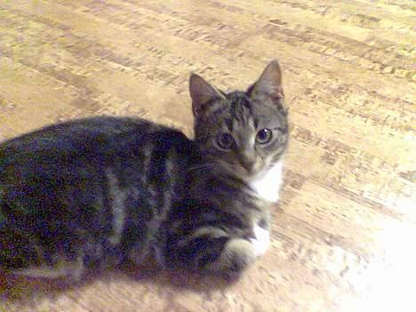 Blanding af racer Bandit billede 4