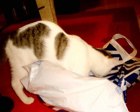 Huskat pjevs - yes jeg har fundet noget der er sjovt og larmer billede 8