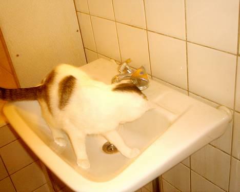 Huskat pjevs - så skal der pjaskes billede 9