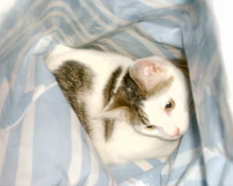 Huskat pjevs - jep nu vil jeg gemme mig vil ikke have taget flere billeder billede 10