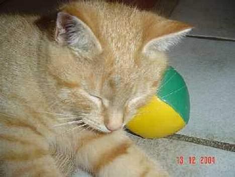 Blanding af racer Bamse - Bamse der ZZZZZzzzzzZZZZZzzz for én gangs skyld..heh.. billede 1