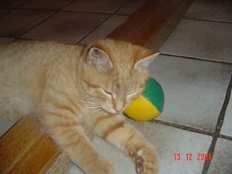 Blanding af racer Bamse - igen igen sover duh! billede 2