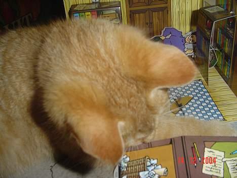 Blanding af racer Bamse - HOV HOV ødelægger du miiin Pyrus Julekalender?  billede 3