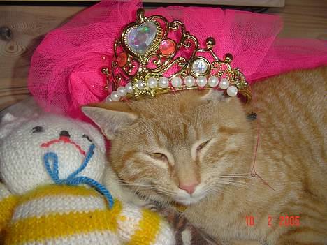 Blanding af racer Bamse - åhh..se lii den lil prinsesse..!! billede 4