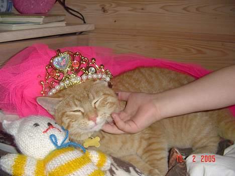 Blanding af racer Bamse - nææ..en TIL prinsesse..! billede 5