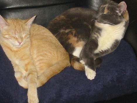 Blanding af racer Mons - Mons og Sif (den grå hunkat) elskede at lege sammen og sove sammen. Sif er her desværre ikke mere. billede 2