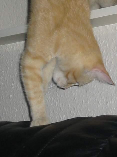 Blanding af racer Mons - Mons på vej ned af vindueskarmen.. egentligt et sjovt billede *S* billede 3