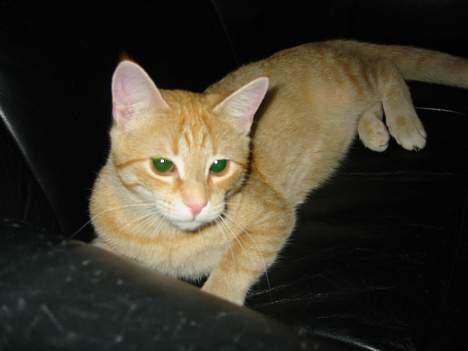 Blanding af racer Mons - "Jeg skal nok få fat i din finger og rive og bide i den" ser hun ud til at tænke. Jeg elsker det blik hun har i øjnene. billede 4