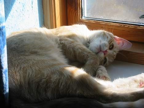 Blanding af racer Mons - En solskinsplet i vinduet kan ALTID bruges - især når det er Mons vi snakker om. billede 5