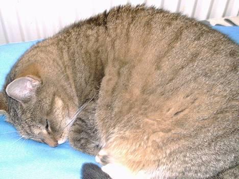 Blanding af racer Lucy billede 1