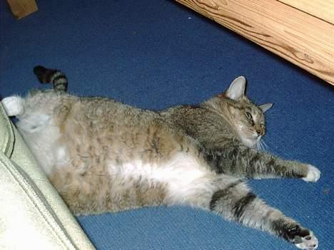 Blanding af racer Lucy billede 3