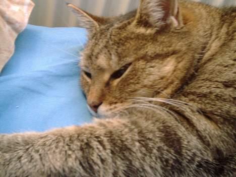 Blanding af racer Lucy billede 4