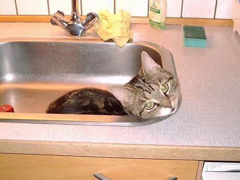 Blanding af racer Victoria Beckham - Viggo kigger op fra vasken :P billede 2