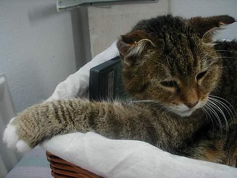 Blanding af racer Lucy billede 6