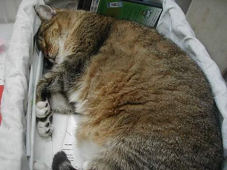 Blanding af racer Lucy billede 7