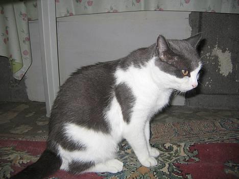 Blanding af racer Mis<3 - se miiig billede 1