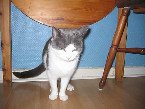 Blanding af racer Mis<3 - nu går jeg altså  billede 2